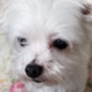 Meet your Posher, Ellen